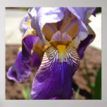 Deep Purple Iris Poster