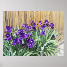 Deep Purple Iris Print