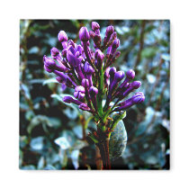 Deep Purple magnets