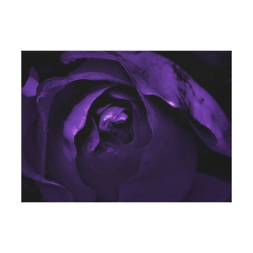 Deep Purple Rosebud Canvas Wall Art Zazzle