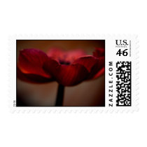 Deep red anemone stamps