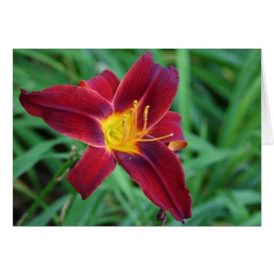 Deep red day lilly greeting card by amwesley