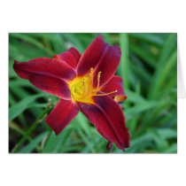 Deep red day lilly cards by amwesley Deep red day lilly cards
