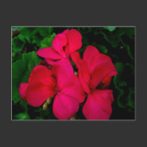 Deep Red Impatiens postcards