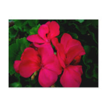 Deep Red Impatiens postcards