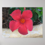Deep Red posters