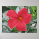 Deep Red posters