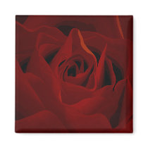 Deep Red Rose Magnet