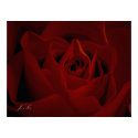 Deep Red Rose Poster posters