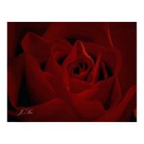 Deep Red Rose Poster posters