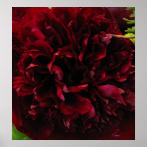 Deep Rich Red Peony Print print
