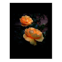 Deep Yellow - Orange Roses, on Black. Postcard