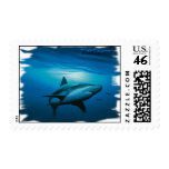 DeepBlue Sharks Postage
