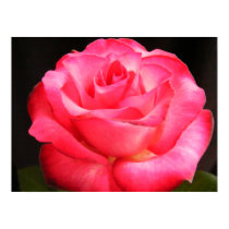Deepest Pink posters