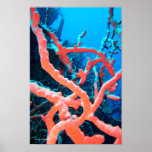 Deepwater Gorgonia Coral Poster