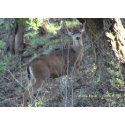 Deer (1a) - Customizable zazzle_card