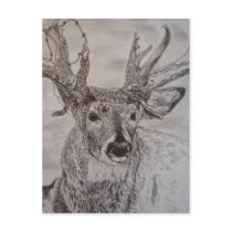 deer 2 postcards by Majestic_Animals deer 2 postcards