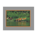 Deer along the river Bank postcards by rockyj Deer along the river Bank postcards