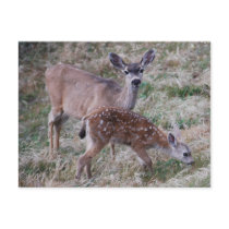 Deer and Fawn Postcard