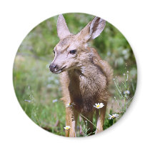Deer - Angry Deer Fridge Magnets