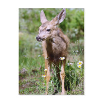 Deer - Angry Deer Postcard