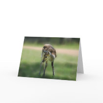 Deer are so sweet cards