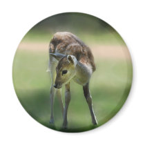 Deer are so sweet fridge magnet