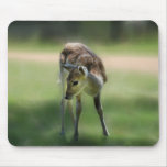 Deer are so sweet mousepad