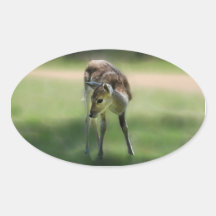 Deer are so sweet oval sticker