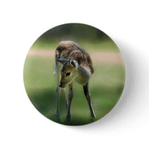 Deer are so sweet pin