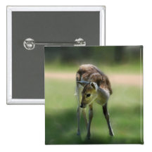 Deer are so sweet pinback button