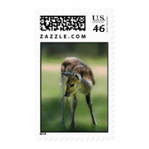 Deer are so sweet postage stamp