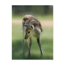 Deer are so sweet postcard