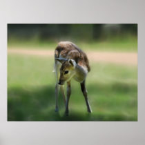 Deer are so sweet poster