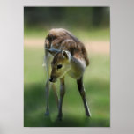 Deer are so sweet print
