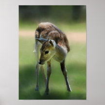 Deer are so sweet print