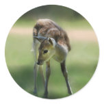 Deer are so sweet stickers
