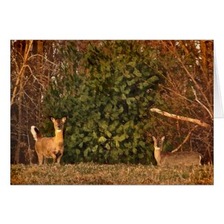 Deer at Sunrise