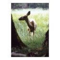 deer between trees posters