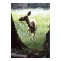 deer between trees posters by cnelson deer between trees posters