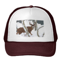 Deer Buck in Snow Hat