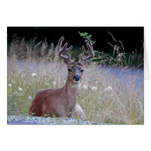 Deer Buck Lying Down Card
