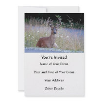 Deer Buck Lying Down Announcements