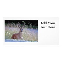 Deer Buck Lying Down Photo Cards