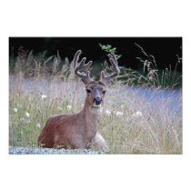 Deer Buck Lying Down Photo Print