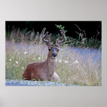 Deer Buck Lying Down Print