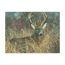 Deer / Buck / White-tailed Deer postcards