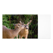 Deer Bucks Brotherly Love Customized Photo Card
