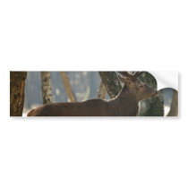 deer bumper stickers by mag26s deer bumper stickers