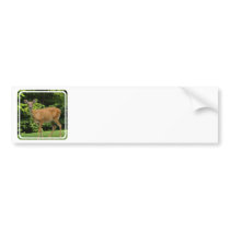 Deer Bumper Stickers